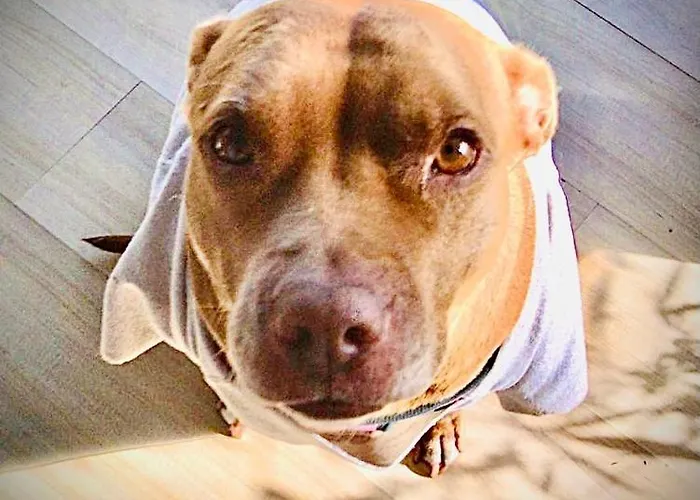 Confortable Urbanizacion El Paraiso Lejlighed